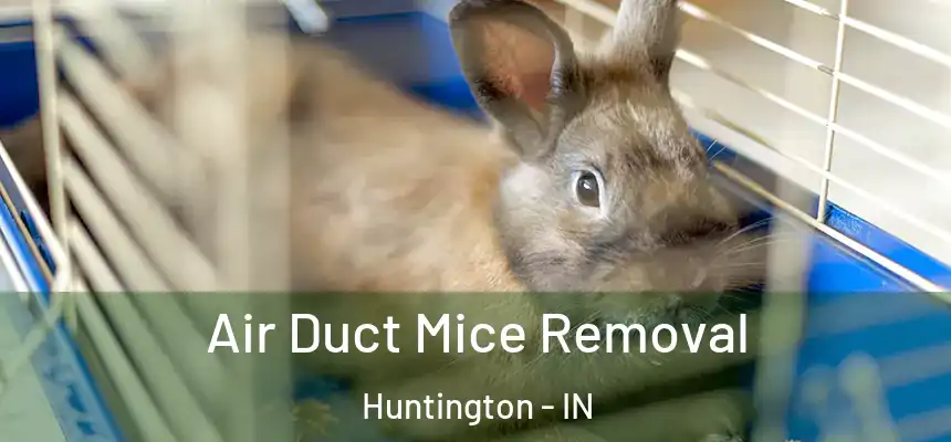  Air Duct Mice Removal Huntington - IN
